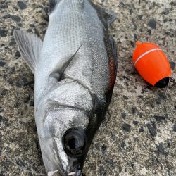 夏の泳がせ釣り