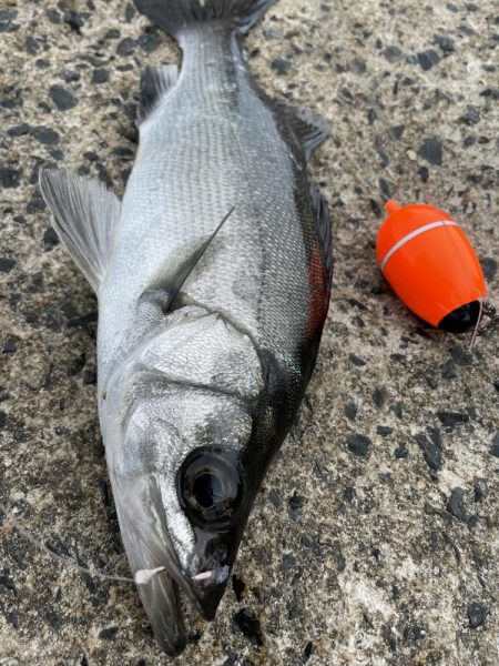 夏の泳がせ釣り