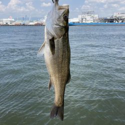 大阪南港 シーバス 陸っぱり 釣り 魚釣り 釣果情報サイト カンパリ