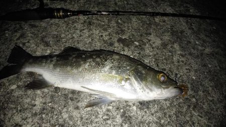 夜釣りでシーバス 高知 入野漁港 ロックフィッシュ ルアー スズキ セイゴ 陸っぱり 釣り 魚釣り 釣果情報サイト カンパリ