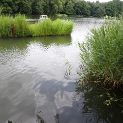 石神井公園でマブナ