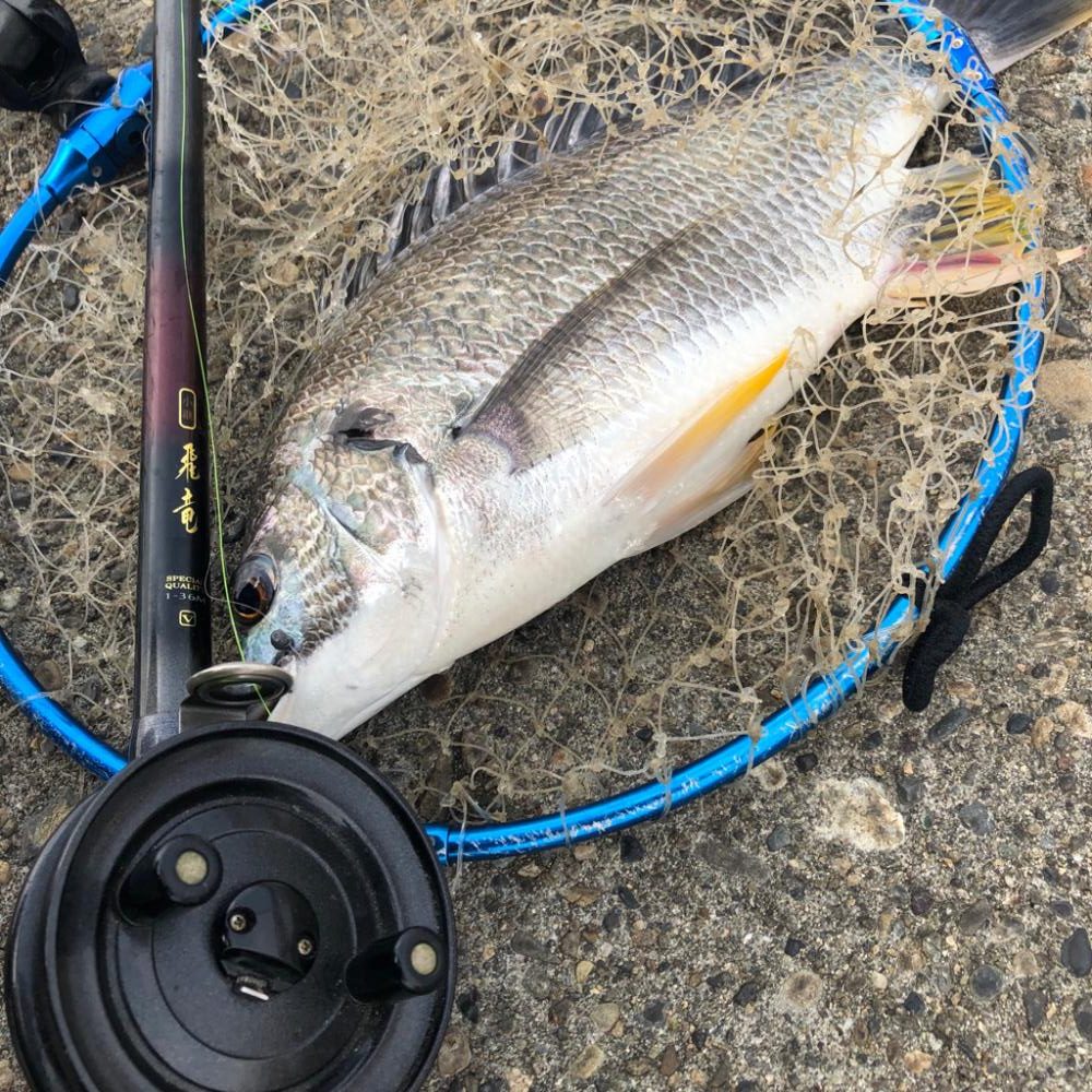 キビレ！ヘチ釣り(^ ^)