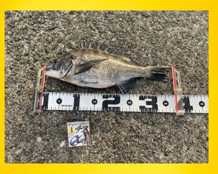 釣り始めからボラが寄り出す　フカセ釣り