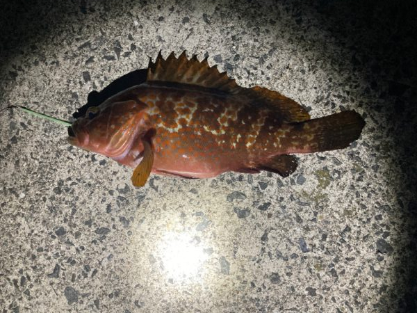 太刀魚不発