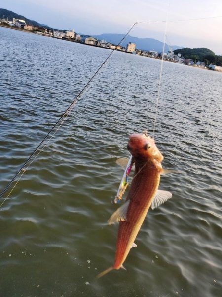 徳島港周辺 陸っぱり 釣り・魚釣り | 釣果情報サイト カンパリ