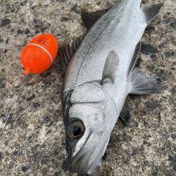 夏の泳がせ釣り