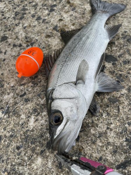 夏の泳がせ釣り