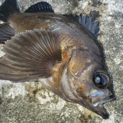 朝練釣行