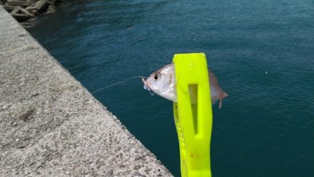 釣れそうで釣れない！