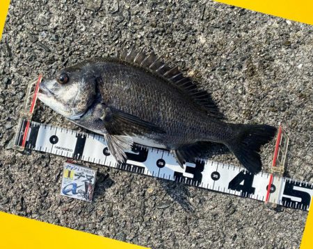 釣り始めからボラが寄り出す　フカセ釣り