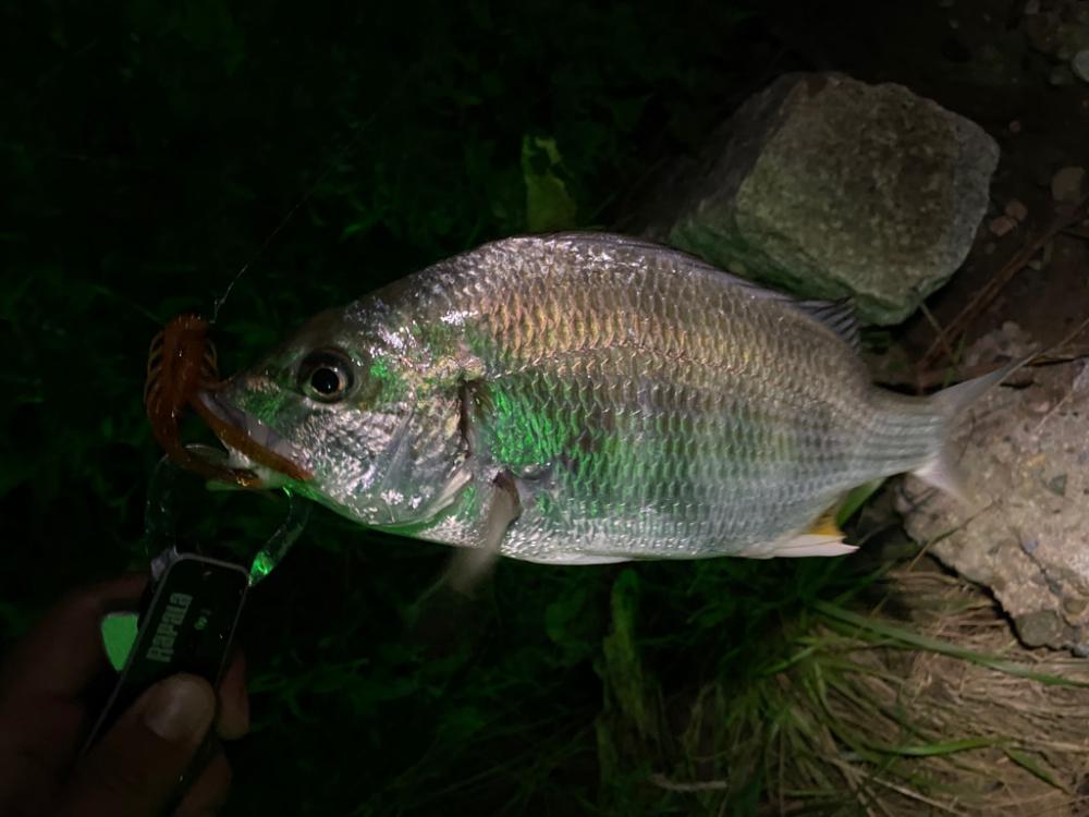 夕立増水で淀川チニング最高に釣れる
