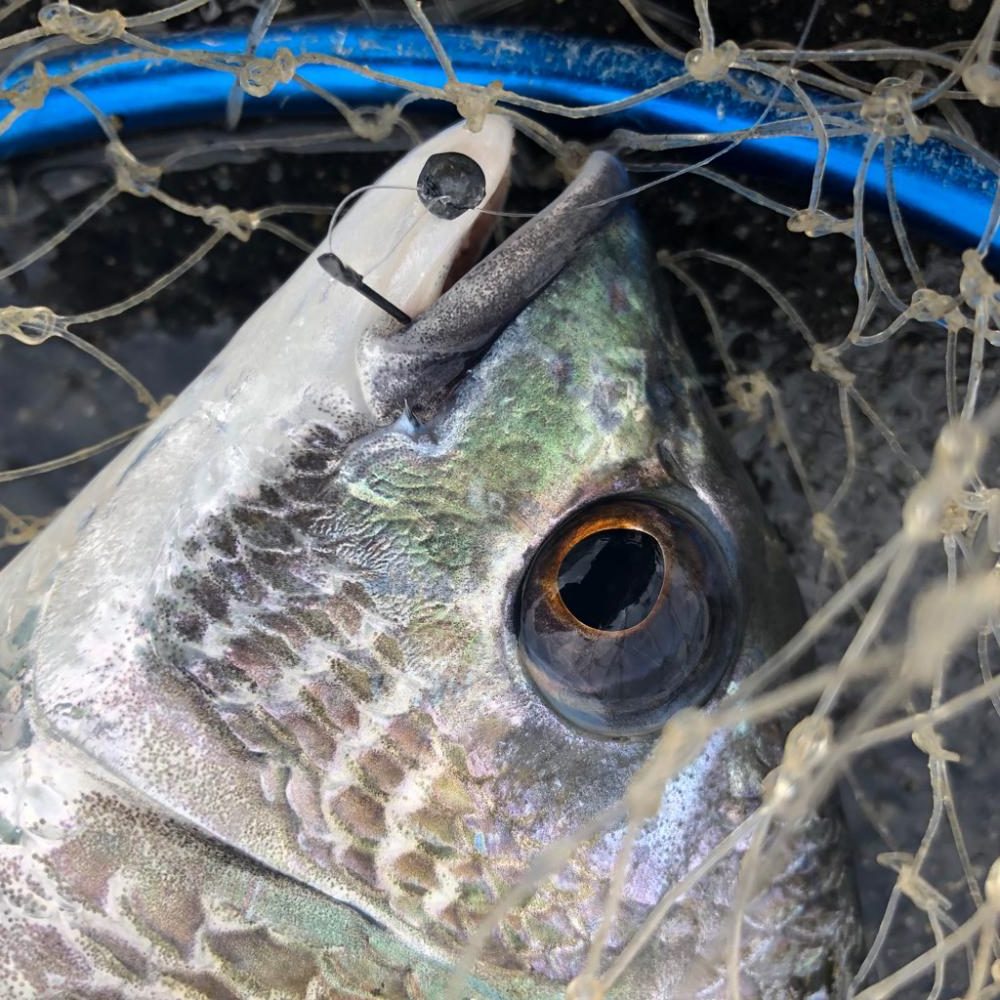 キビレ！ヘチ釣り(^ ^)