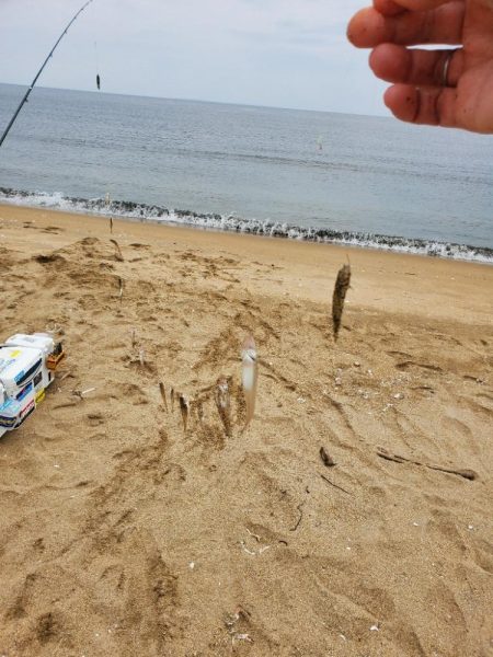 伊勢湾のキス釣査