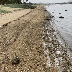 西宮浜、キビレ釣れました