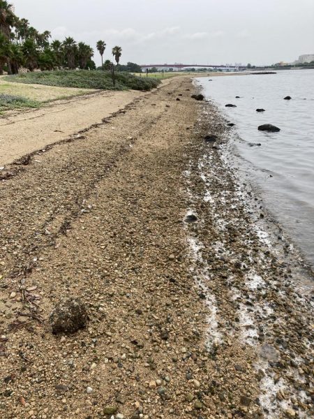 西宮浜、キビレ釣れました