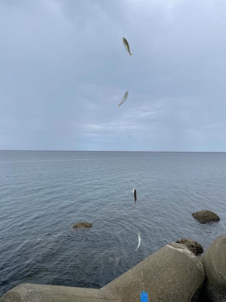 夏の泳がせ釣り