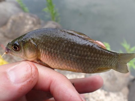 石神井公園でマブナ