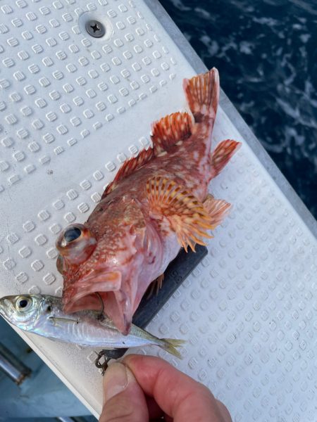 根魚狙いの飲ませ釣り