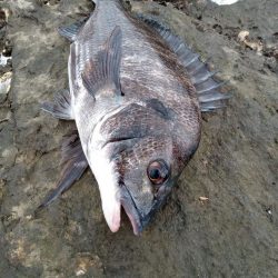 7月ようやく釣れました