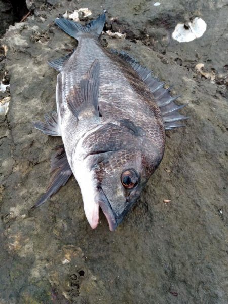 7月ようやく釣れました