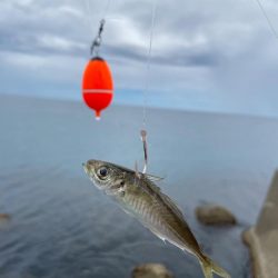 夏の泳がせ釣り