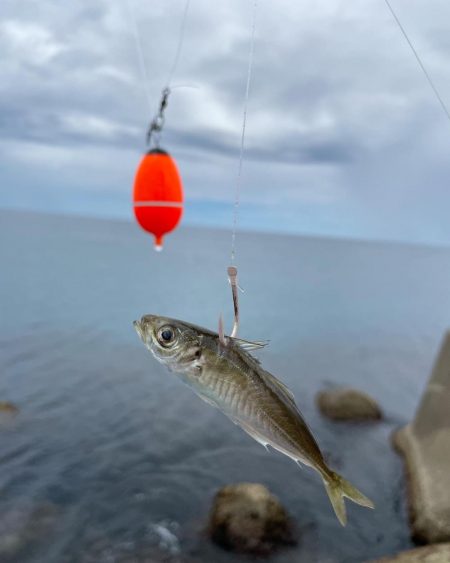 夏の泳がせ釣り