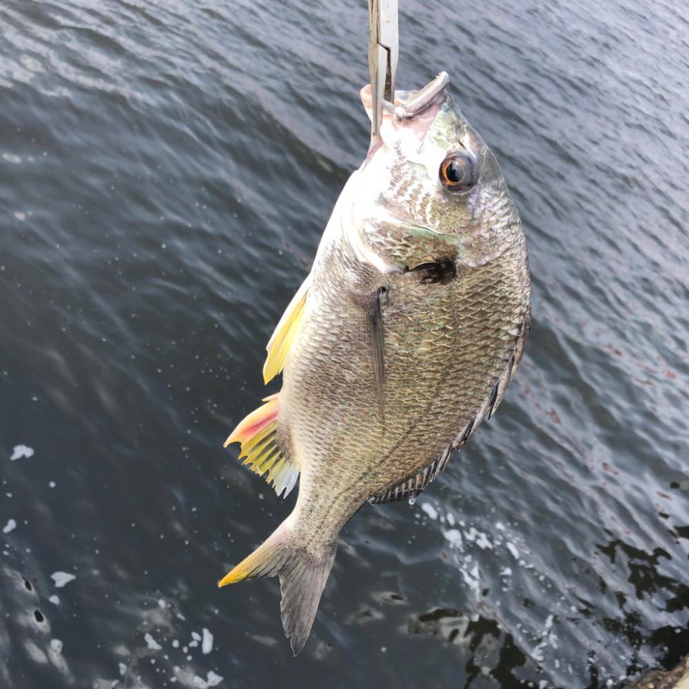 キビレ！ヘチ釣り(^ ^)