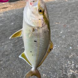 中部 ショアジギング 陸っぱり 釣り 魚釣り 釣果情報サイト カンパリ