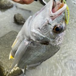 淀川チニングでシーバス釣れると嬉しいです。