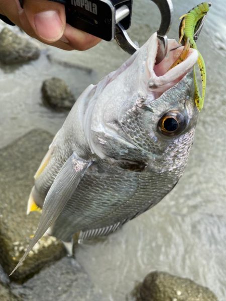 淀川チニングでシーバス釣れると嬉しいです。