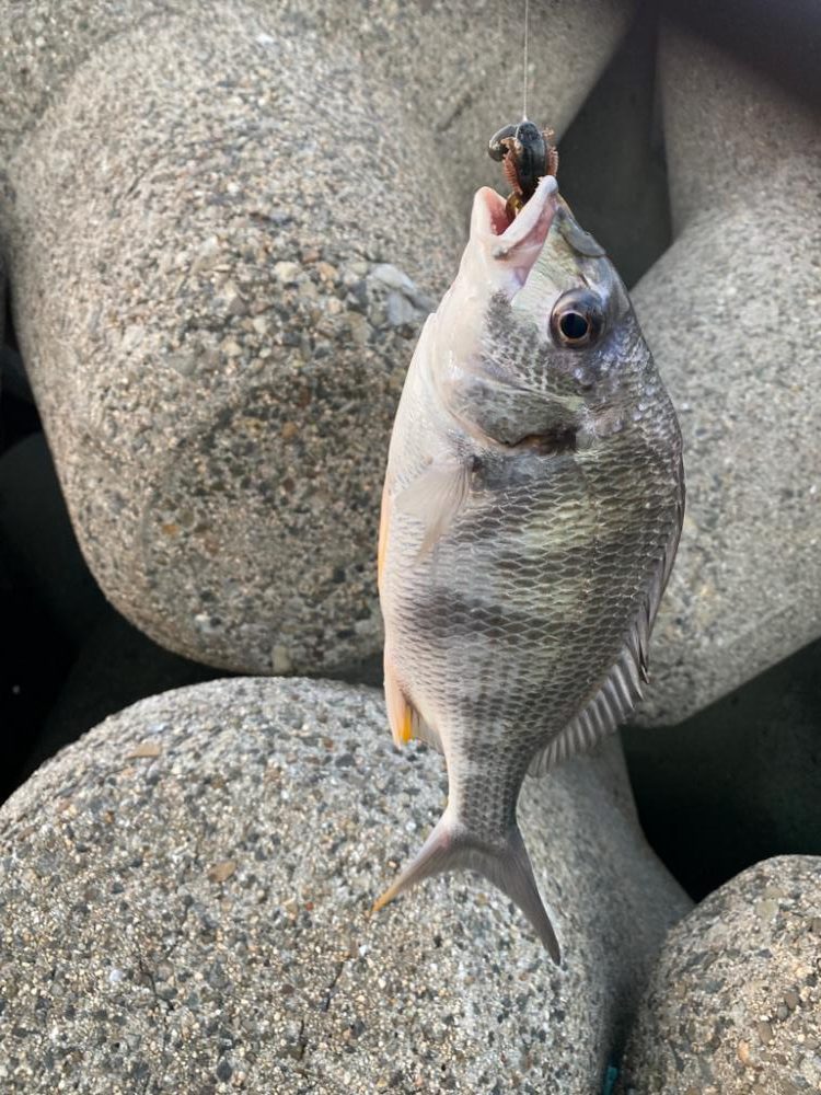 チニング  10匹釣るまで帰れません