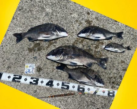 釣り始めからボラが寄り出す　フカセ釣り