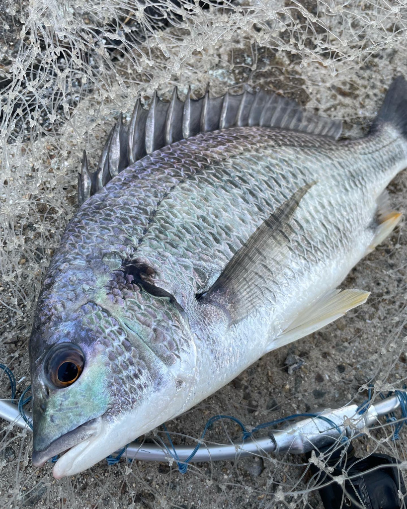 ヘチ釣り