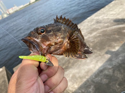 今日も気ままにライトワインド