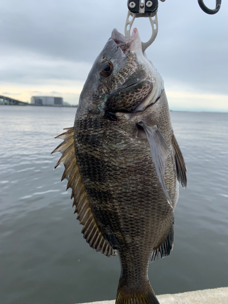 朝マヅメ釣行