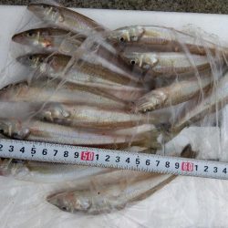 苅屋海岸のキス釣り