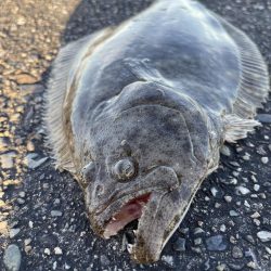 夕方 釣行