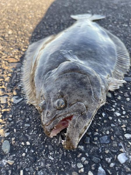 夕方 釣行