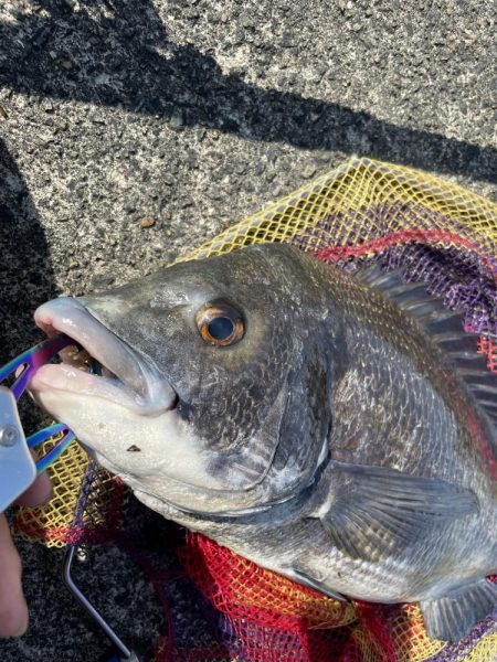 ヘチ釣り