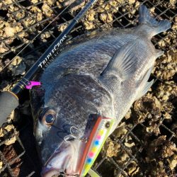 中津港 陸っぱり 釣り 魚釣り 釣果情報サイト カンパリ