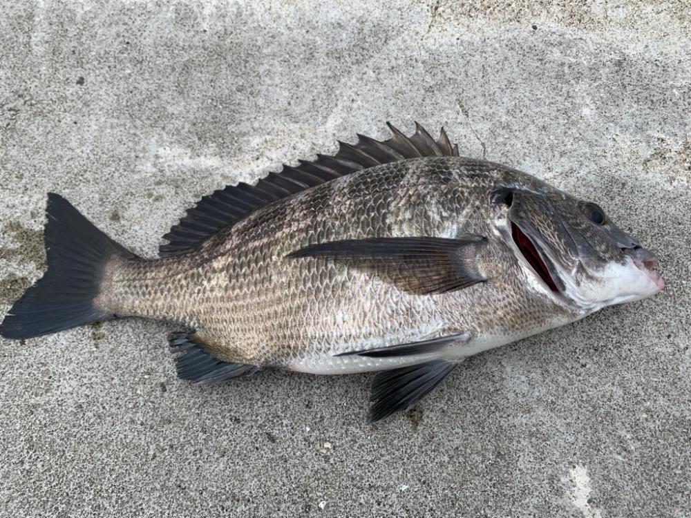 朝マヅメ釣行