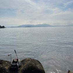 宮島のチヌ釣り