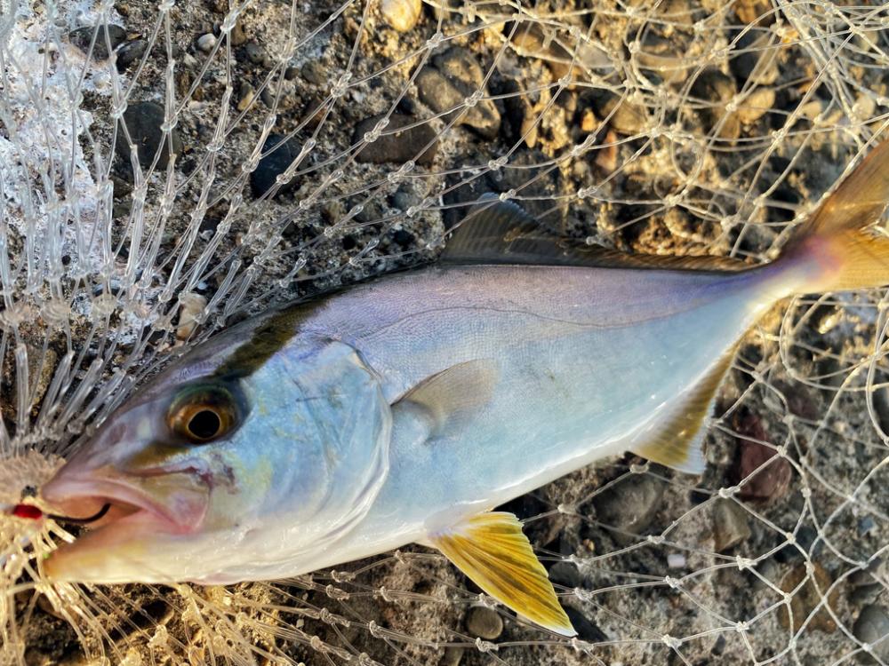 ULSで数釣り〜