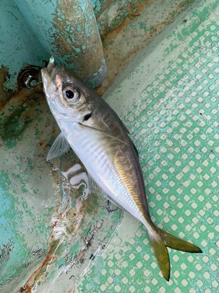 アジ釣るのは苦手です。