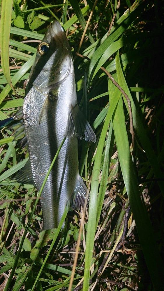 小さいけどたくさん釣れました！