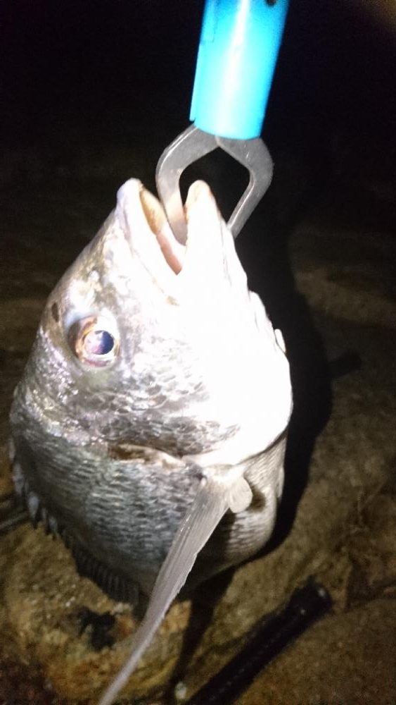 久しぶり釣り チヌ沢山