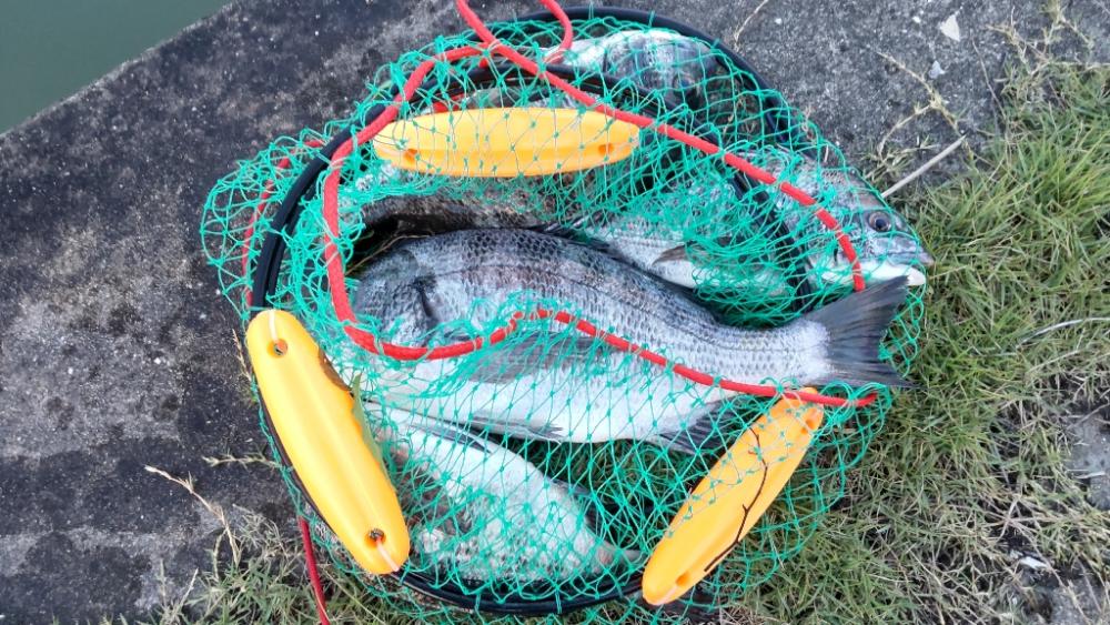 夢前川河口のチヌ釣り。