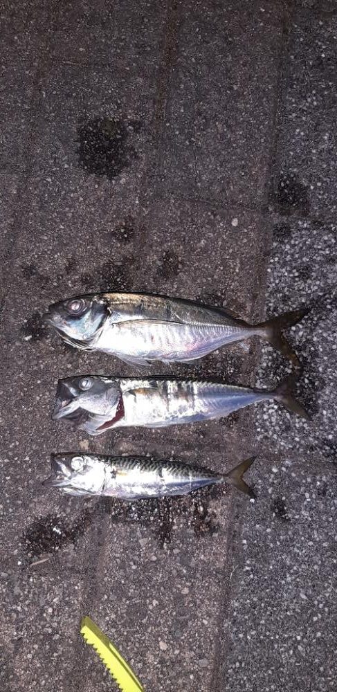 南港で真あじ釣れました！✌️