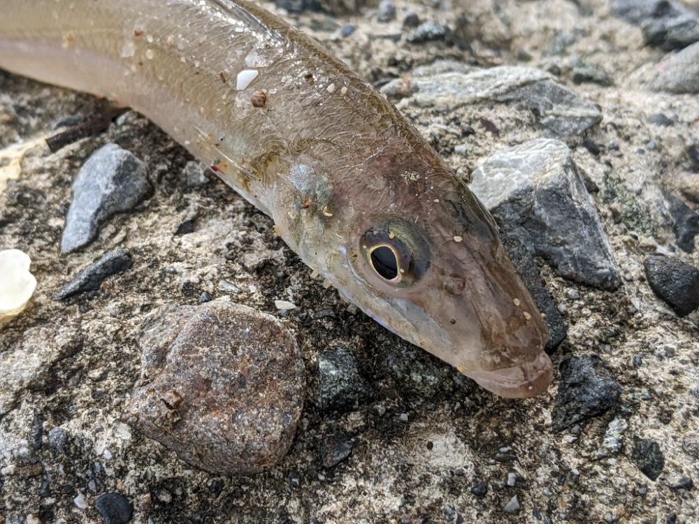 遠投キス釣り