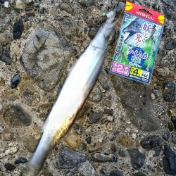 釣り場か近かったので…